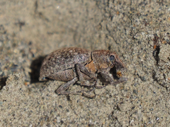 Trichalophus alternatus