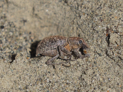 Trichalophus alternatus