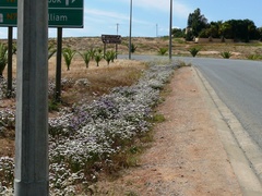 Limonium sinuatum sinuatum