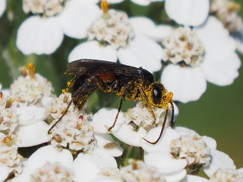 Representative image of Arachnospila