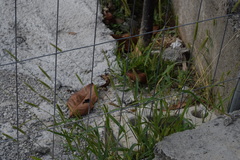 Setaria verticillata ambigua