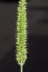 Setaria verticillata ambigua