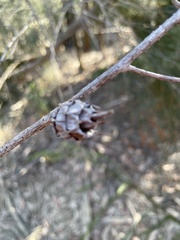 Cylindrococcus spiniferus