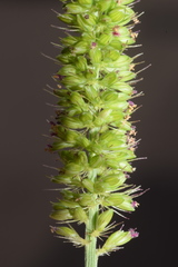 Setaria verticillata ambigua