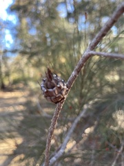 Cylindrococcus spiniferus