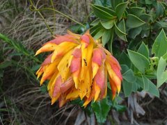 Liparia splendens splendens