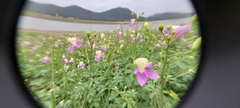 Cleome chelidonii