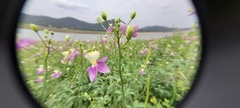 Cleome chelidonii