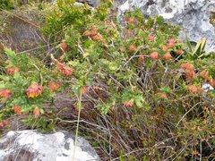 Liparia splendens splendens