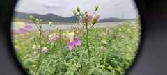 Cleome chelidonii