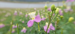 Cleome chelidonii