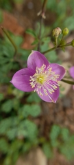 Cleome chelidonii