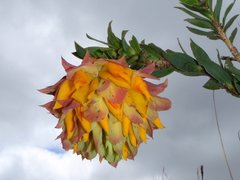 Liparia splendens splendens