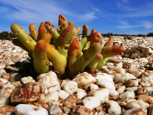 Mesembryanthemum digitatum