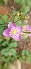 Cleome chelidonii