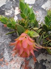 Liparia splendens splendens