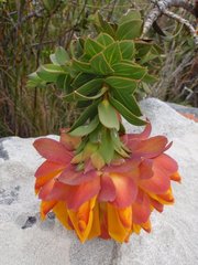 Liparia splendens splendens