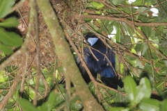 Silvery-Throated Jay photo 3