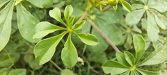 Cleome chelidonii