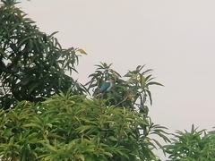 Todiramphus chloris