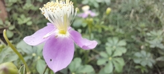 Cleome chelidonii