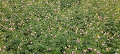 Cleome chelidonii