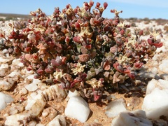 Drosanthemopsis diversifolia