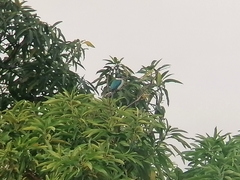 Todiramphus chloris