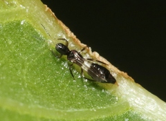 Franklinothrips vespiformis
