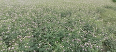 Cleome chelidonii