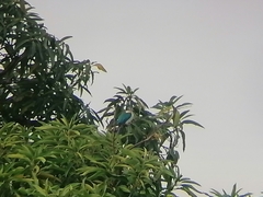 Todiramphus chloris