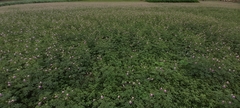 Cleome chelidonii