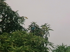 Todiramphus chloris