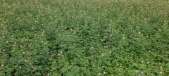 Cleome chelidonii