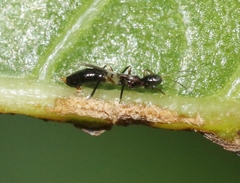 Franklinothrips vespiformis