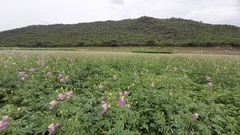 Cleome chelidonii