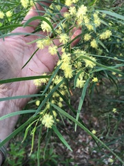 Acacia cognata
