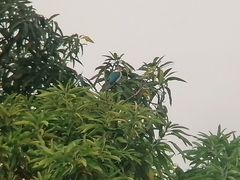 Todiramphus chloris