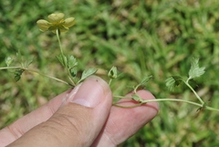 Potentilla anglica