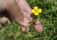 Potentilla anglica