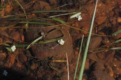 Crassula natans natans