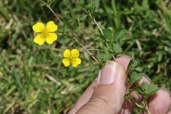 Potentilla anglica