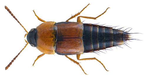 Staph beetle