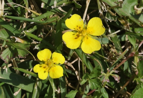 Potentilla anglica iNat (2)