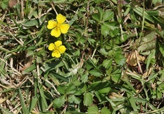 Potentilla anglica