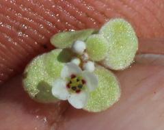 Crassula natans natans