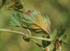Phragmidium potentillae