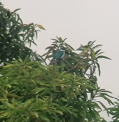 Todiramphus chloris