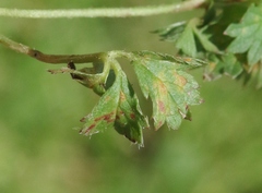 Phragmidium potentillae