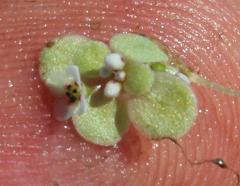 Crassula natans natans